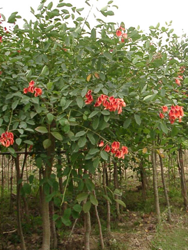 鸡冠刺桐